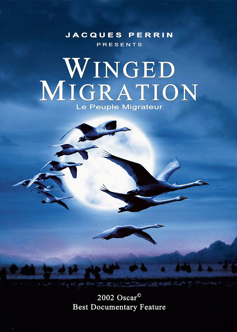 迁徙的鸟封面图