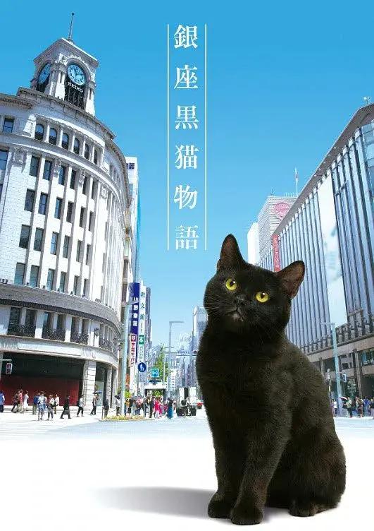 银座黑猫物语封面图
